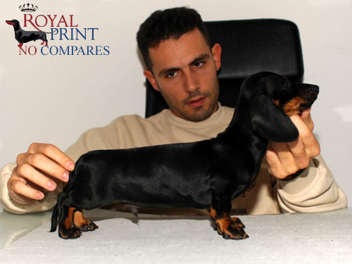 Royal Print No Compares