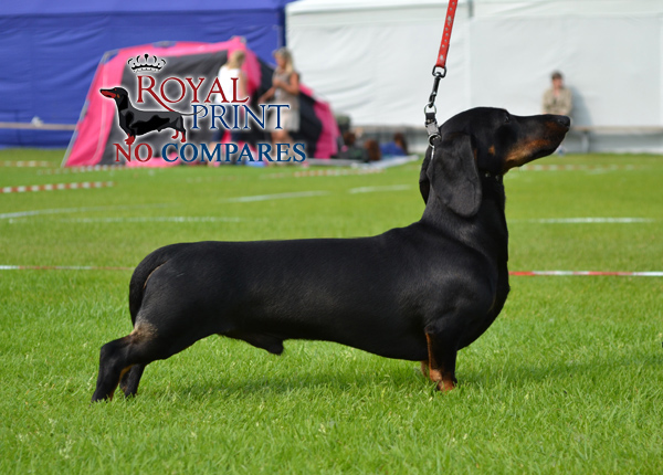 Royal Print No Compares