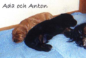 Ada & Anton 1998