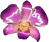 En brosch av riktig orkidé ! Copyright Källström!